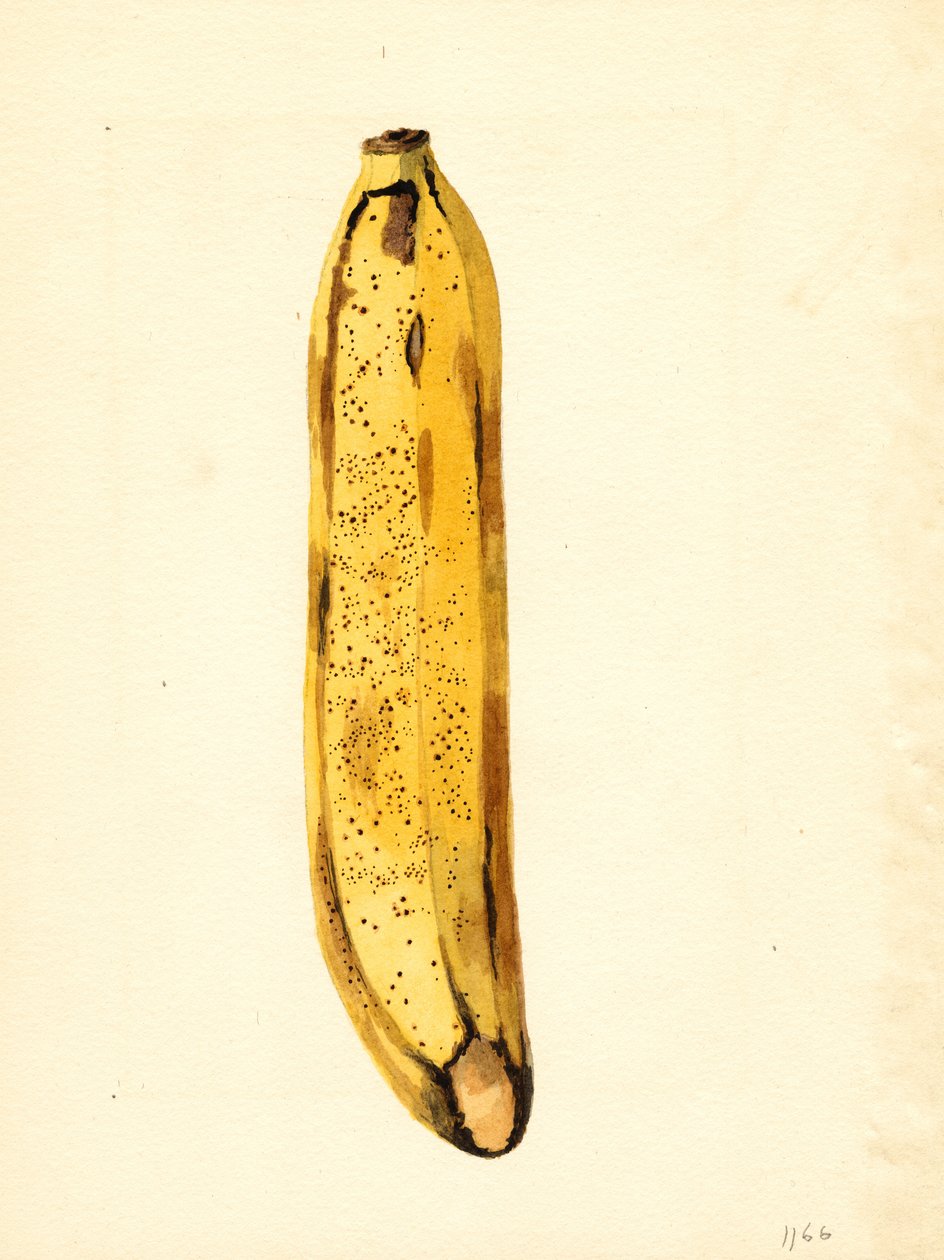 Banán (Musa) (akvarel) od James Marion Shull