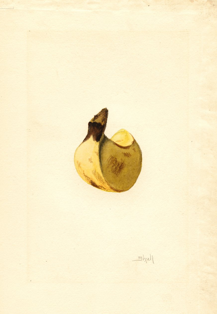 Banán (Musa) (akvarel) od James Marion Shull