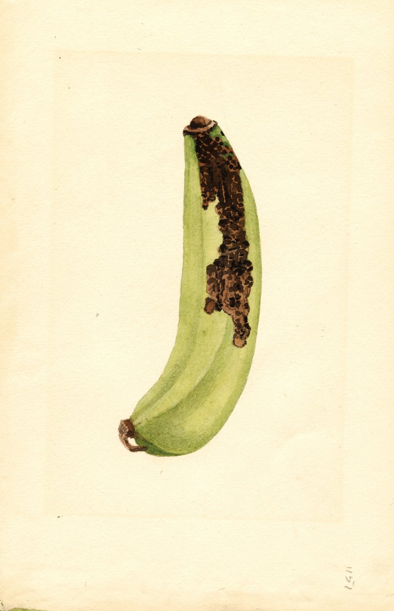 Banán (Musa) (akvarel) od James Marion Shull