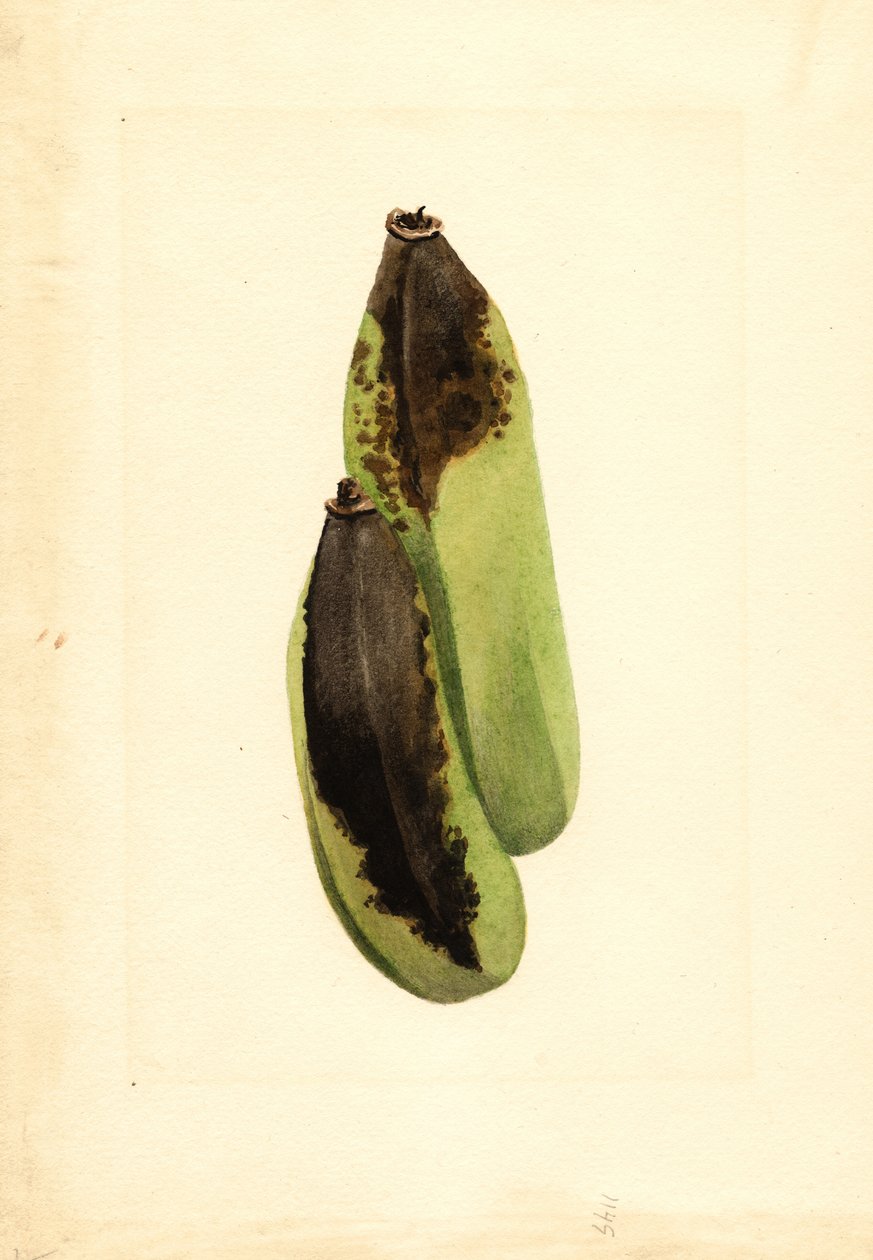 Banány (Musa) (akvarel) od James Marion Shull