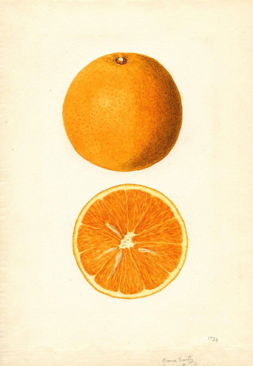 Rané pomeranče Boone (Citrus sinensis) (akvarel) od James Marion Shull
