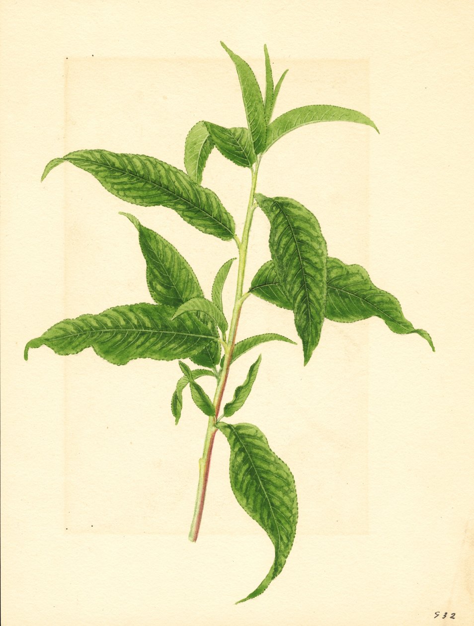 Větev se zelenými listy z broskvoně Elberta ( Prunus persica: Elberta) (akvarel) od James Marion Shull