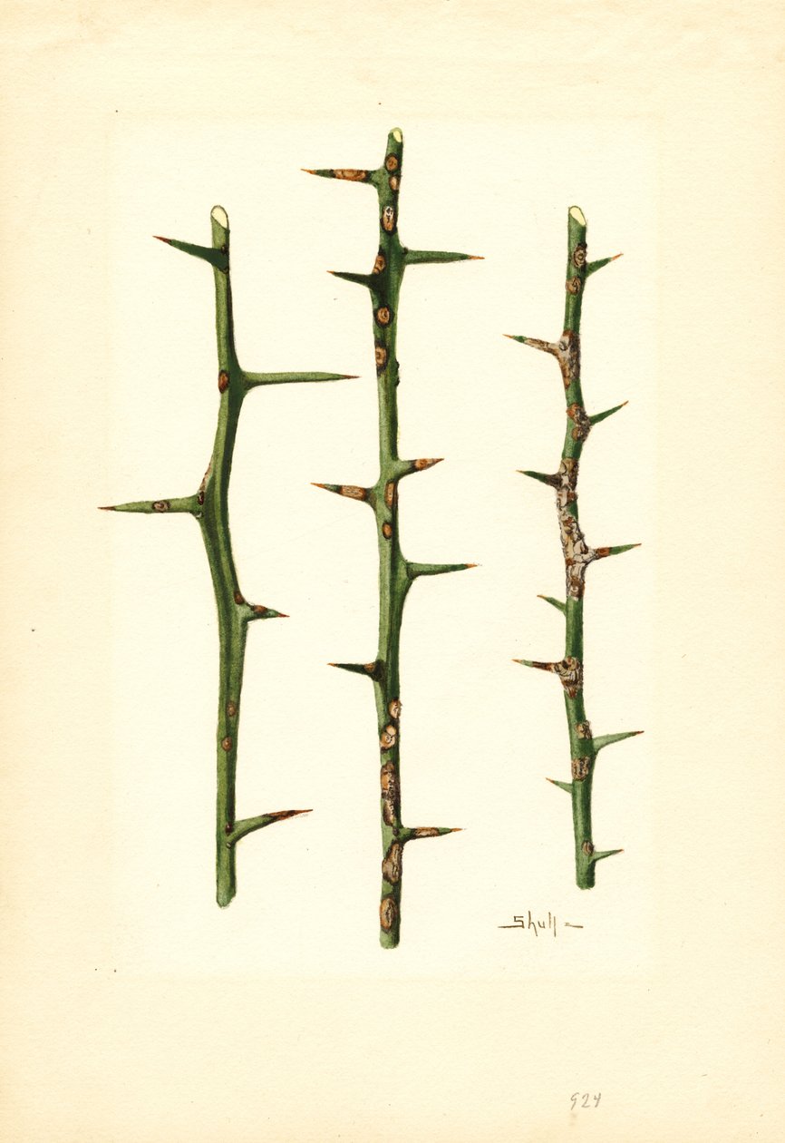 Citrus Canker na stonku pomerančovníku (Poncirus trifoliata) (akvarel) od James Marion Shull