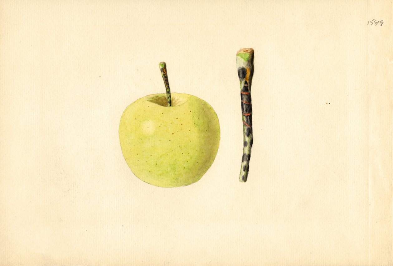 Jablko Golden Delicious ( Malus domestica) (akvarel) od James Marion Shull