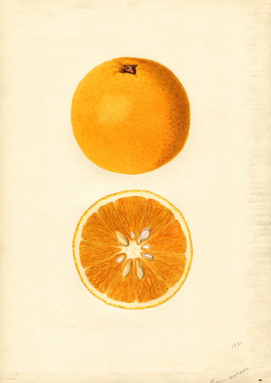 Pomeranče Homosassa ( Citrus sinensis) (akvarel) od James Marion Shull