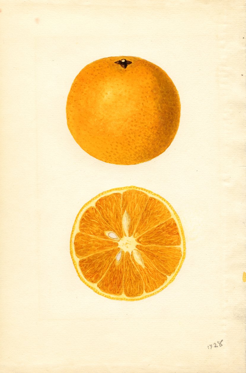 Pomeranče z Mallorky ( Citrus sinensis) (akvarel) od James Marion Shull