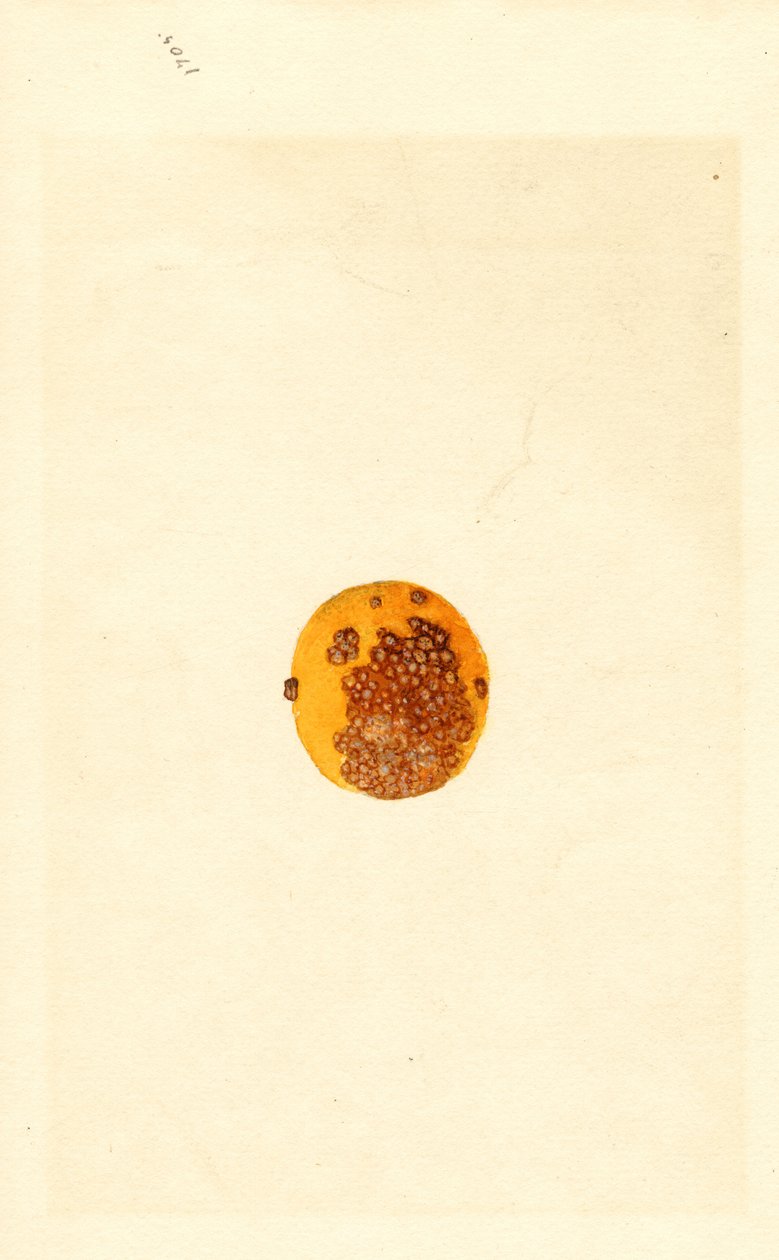 Pomerančovník trojlistý (Poncirus trifoliata) (akvarel) od James Marion Shull