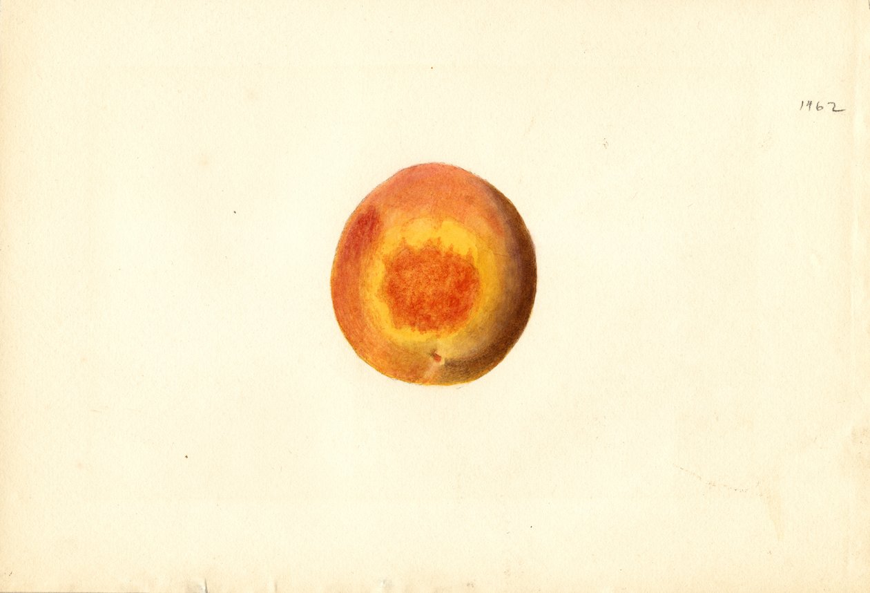 Broskev ( Prunus persica: Elberta) (akvarel) od James Marion Shull