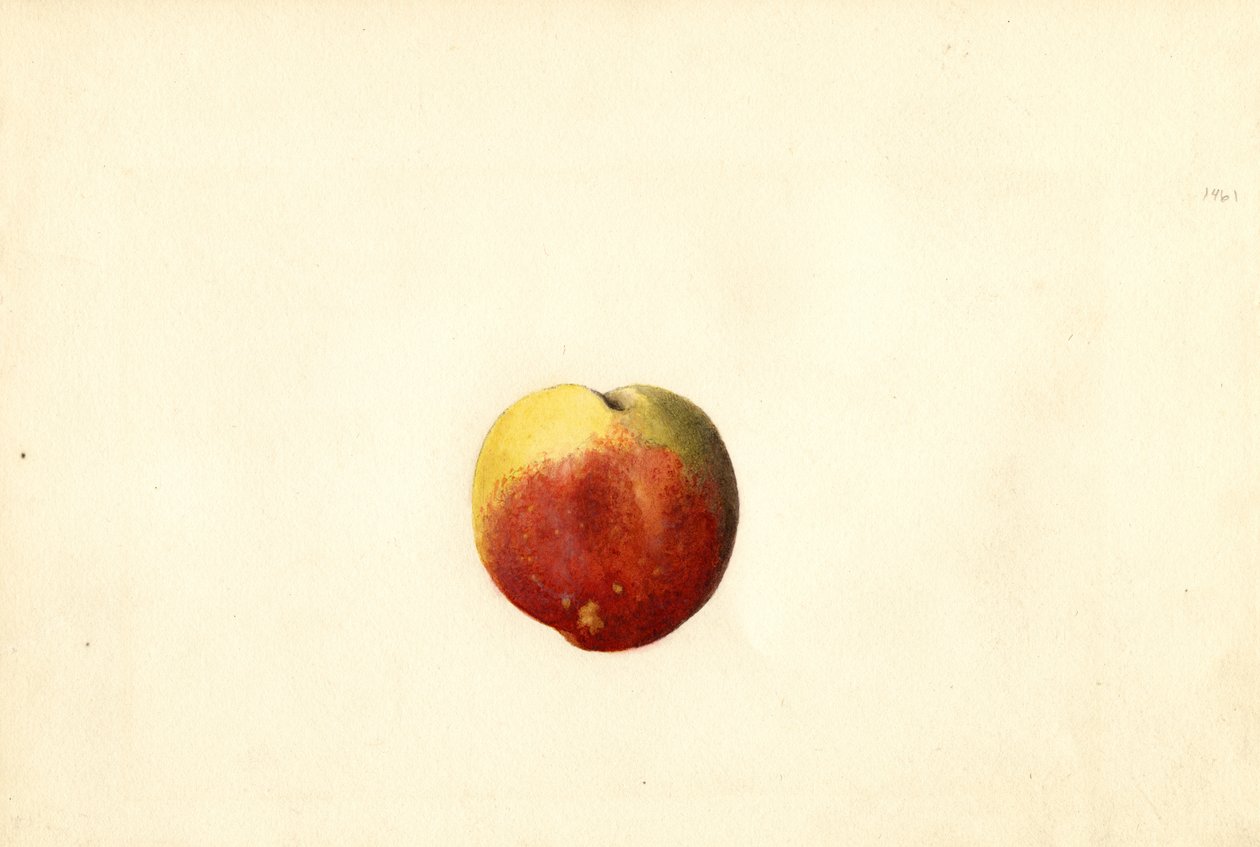 Broskev ( Prunus persica: Elberta) (akvarel) od James Marion Shull