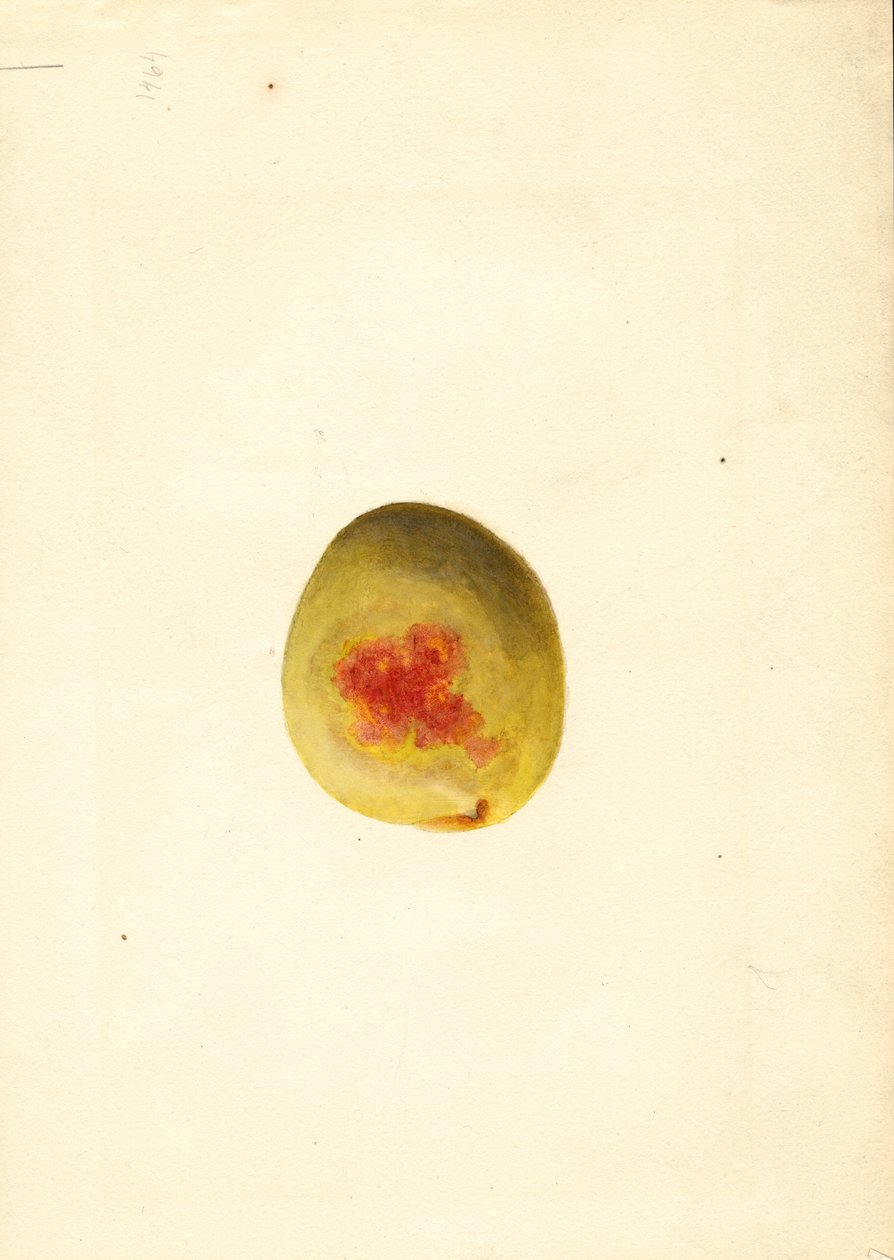 Broskev ( Prunus persica: Elberta) (akvarel) od James Marion Shull