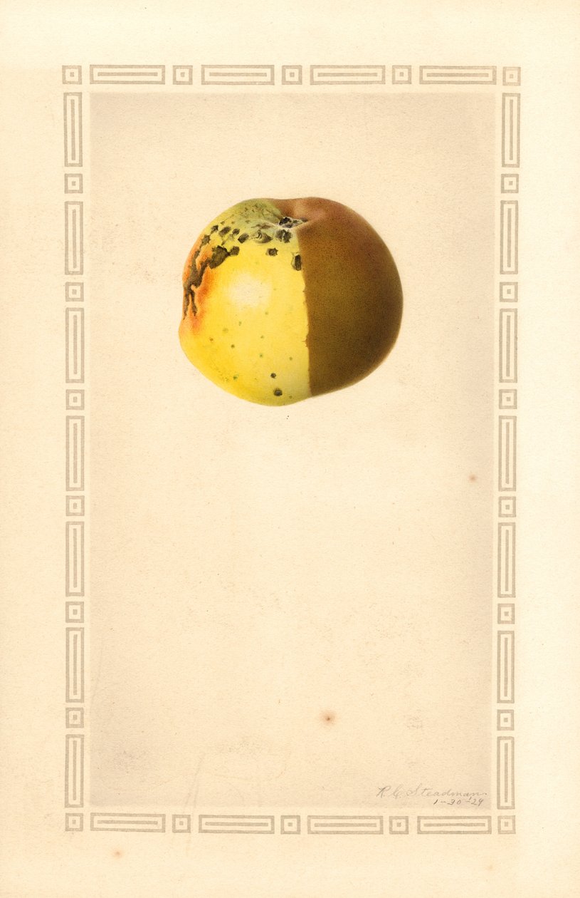 Jablko domácí (Malus domestica) (akvarel) od James Marion Shull
