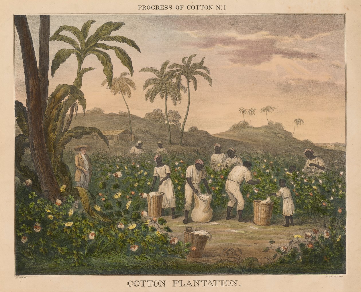 Progress of Cotton: #1 - Cotton Plantation od James Richard Barfoot