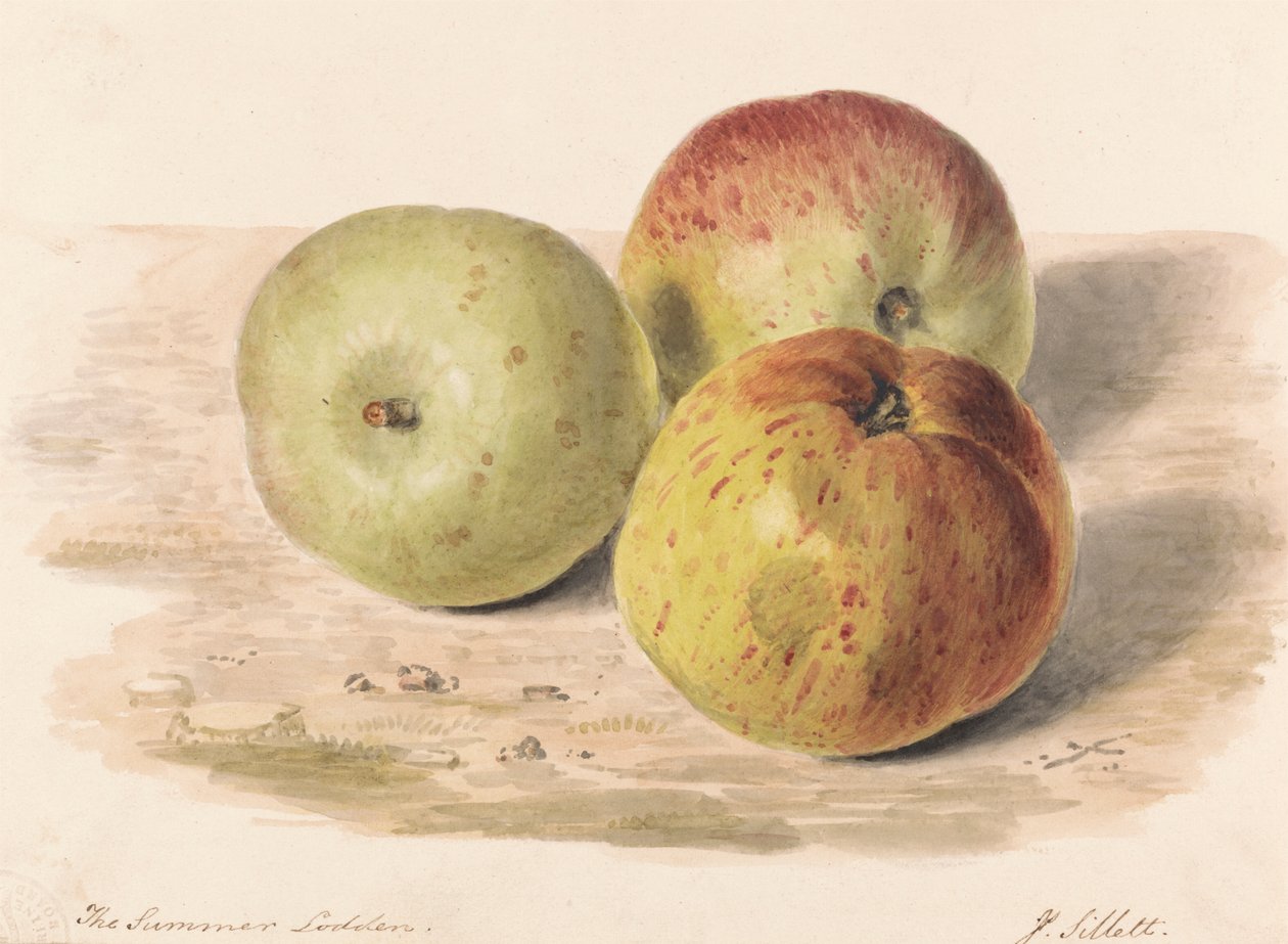 The Summer Lodden, září 1832: Studie zátiší o třech jablkách od James Sillett