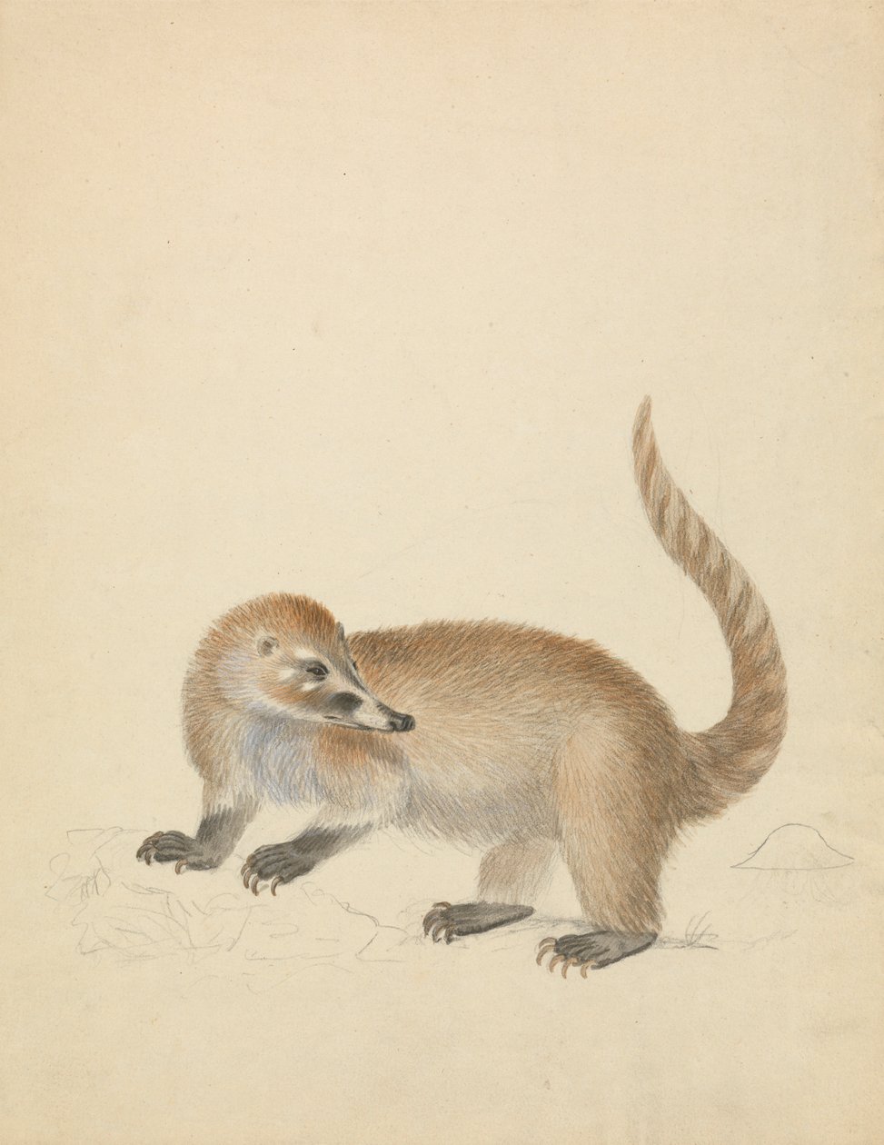 Od Coatimundi od James Sowerby