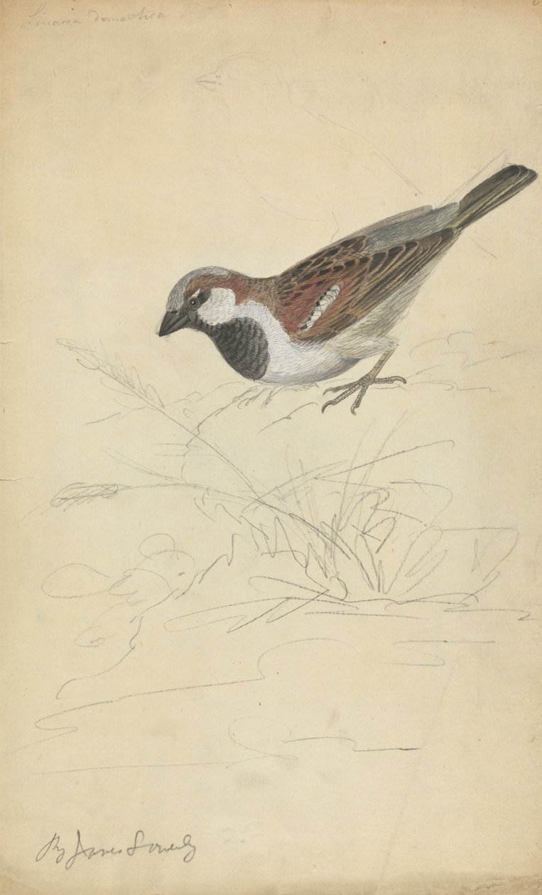 Vrabec domácí od James Sowerby