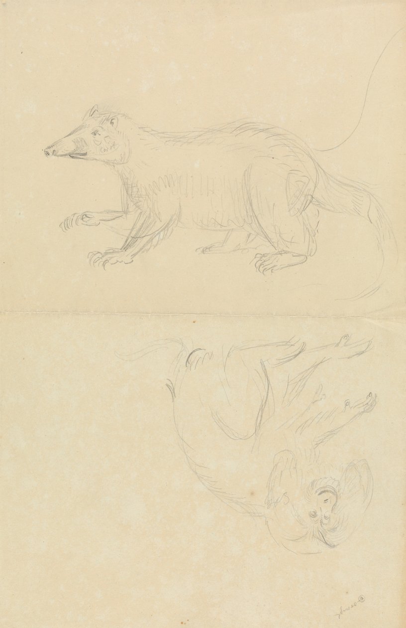 Savec (coatimundi?) a primát (kosman?). AN Coatimundi a kosman se lví hlavou od James Sowerby