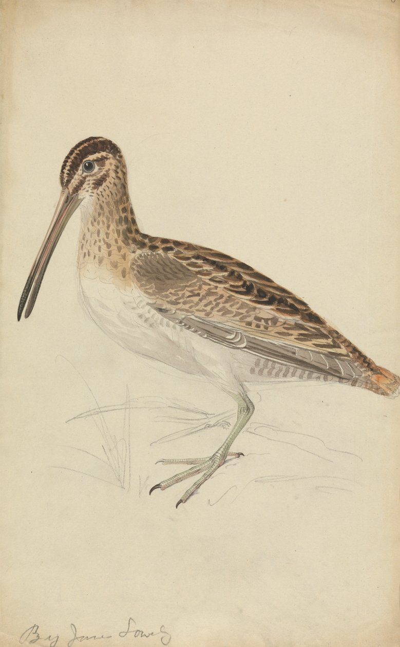 Snipe od James Sowerby