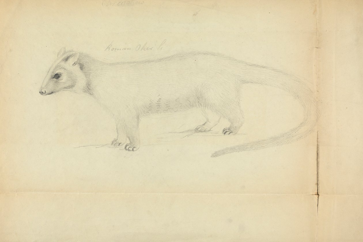 Weasel od James Sowerby