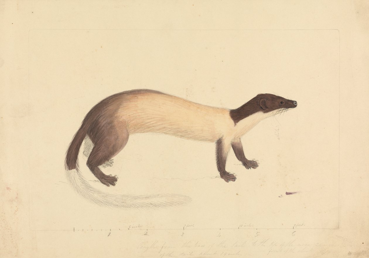 Weasel od James Sowerby