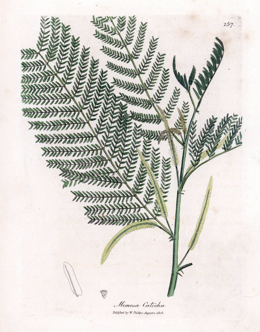 Acacia a cachou nebo cachoutier - Catechu, Acacia catechu. Ručně kolorovaná mědirytina z botanické ilustrace Jamese Sowerbyho z Williama Woodvilla a Sira Williama Jacksona Hookera "" Medical Botany "," John Bohn, Londýn od James Sowerby