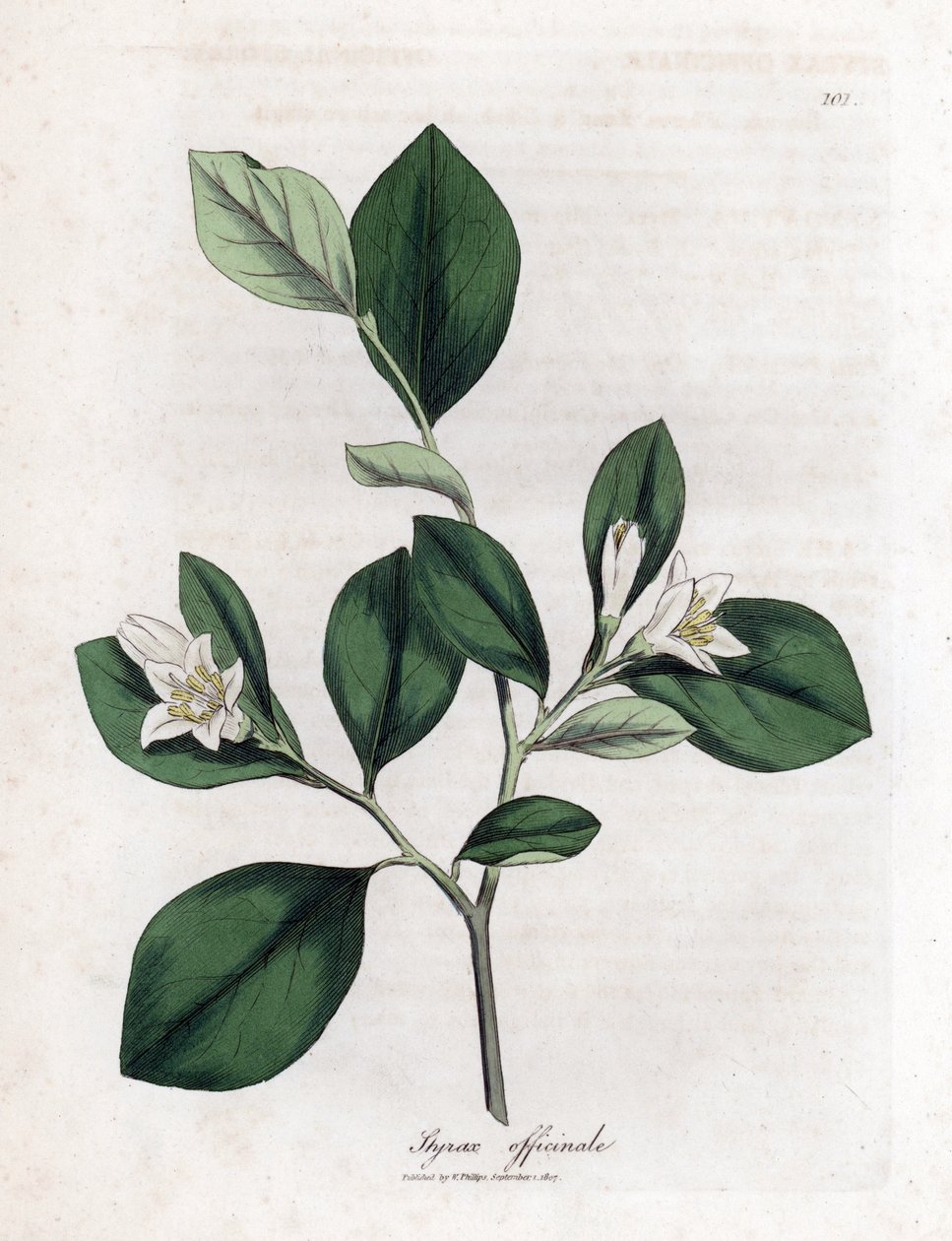 Aliboufier - Storax, Styrax officinalis. Ručně kolorovaná mědirytina z botanické ilustrace Jamese Sowerbyho z Williama Woodvilla a Sira Williama Jacksona Hookera "" Medical Botany "," John Bohn, Londýn od James Sowerby