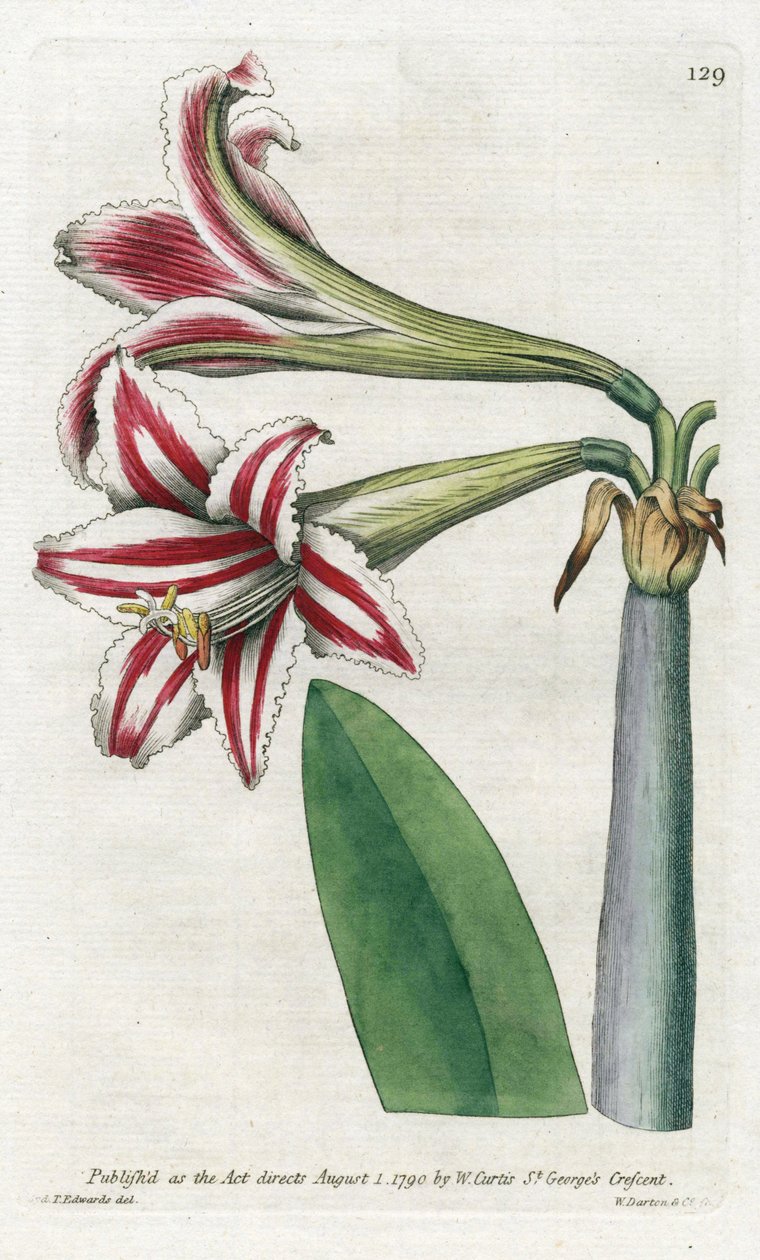 Amaryllis Variete, původem z Jižní Ameriky - Litografie od Jamese Sowerbyho (1757-1822), z Botanical Magazine od Williama Curtise (1746-1799) od James Sowerby