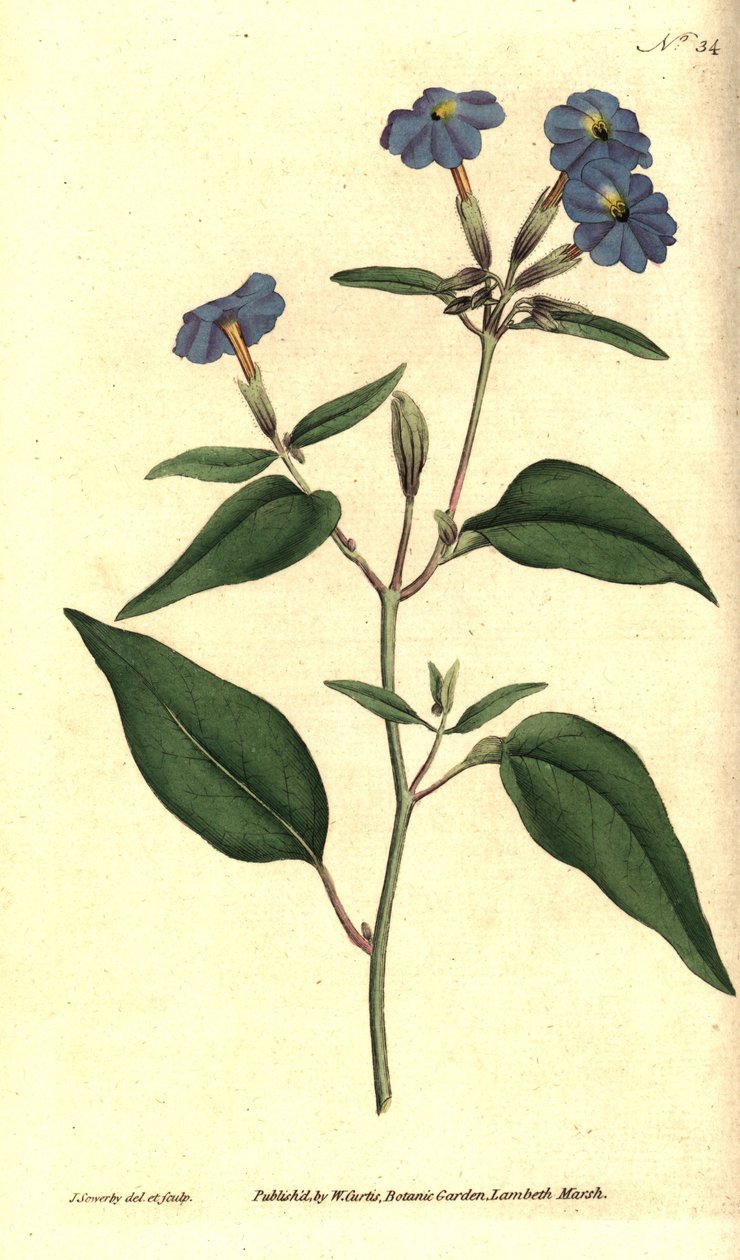 American Browallie-Jamajský zapomenuté, ametyst květ nebo Bush Violet, Browallia Americana (Tall Browallia, Browallia Elata). Ručně vyvolaná měděná gravírování a botanická ilustrace Jamese Sowerbyho z Botanical Magazine Williama Curtise, od James Sowerby