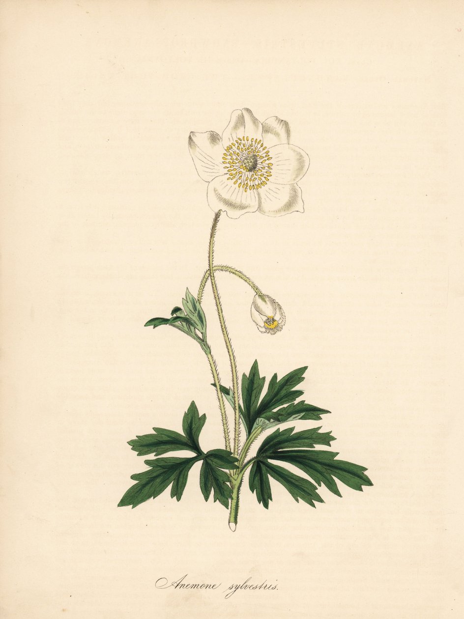 Sasanka z vrtáků - Sasanka sněženka, Anemone sylvestris. Převzato z ilustrace Jamese Sowerbyho v „Botanical Magazine“ Williama Curtise.“ Ručně kolorovaný zinkograf od C. Chabota nakreslený slečnou M. A. Burnett z jejího „“ Plantae Utiliores: or Illus od James Sowerby