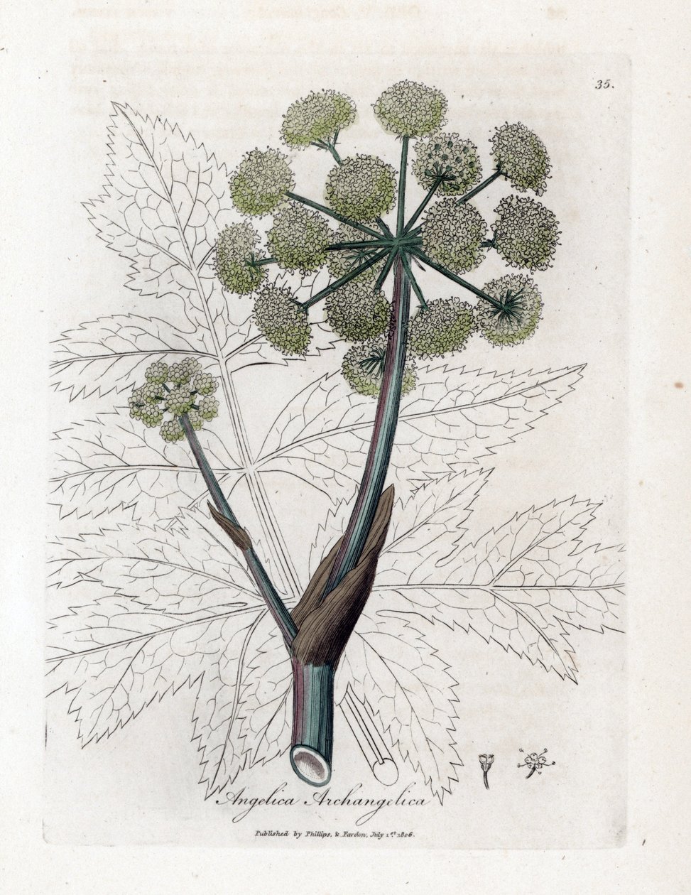 Angelique true or officinal nebo archangelique - Andělika zahradní, Angelica archangelica. Ručně kolorovaná mědirytina z botanické ilustrace Jamese Sowerbyho z knihy Williama Woodvilla a Sira Williama Jacksona Hookera „Lékařská botanika“, John Bohn, od James Sowerby