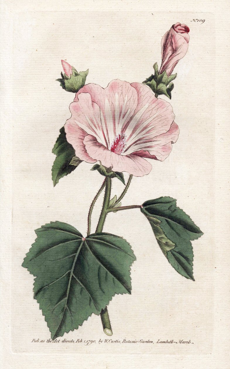 Každoroční fialový nebo čtvrtletní Lavater-litografie Jamese Sowerbyho (1757-1822), z Botanical Magazine Williama Curtisa (1746-1799) od James Sowerby