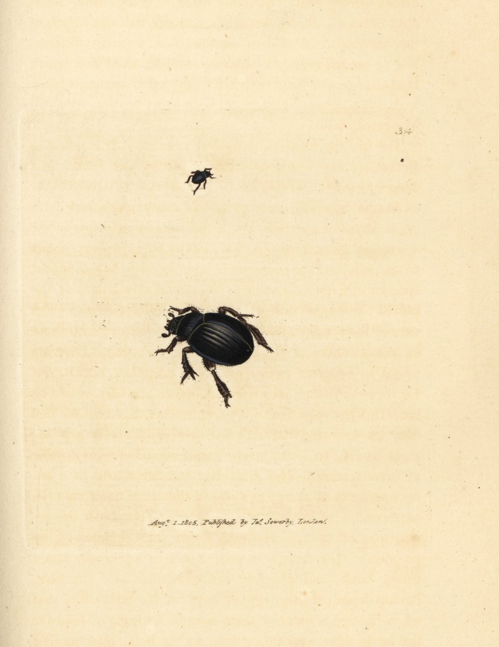 Brouk Aphodius arenarius (Scarabaeus ovalis). Ručně kolorovaná mědirytina od Jamese Sowerbyho z The British Miscellany nebo Barevné figurky nových, vzácných nebo málo známých zvířecích předmětů. od James Sowerby