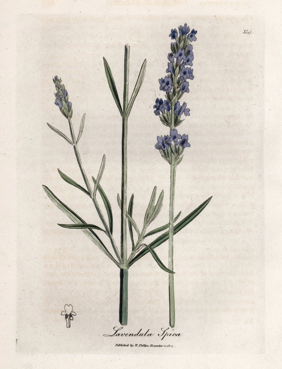 Apic levandule. Ručně kolorovaná mědirytina z kresby Jamese Sowerbyho (1757-1822), v Botanique Medicinale od James Sowerby