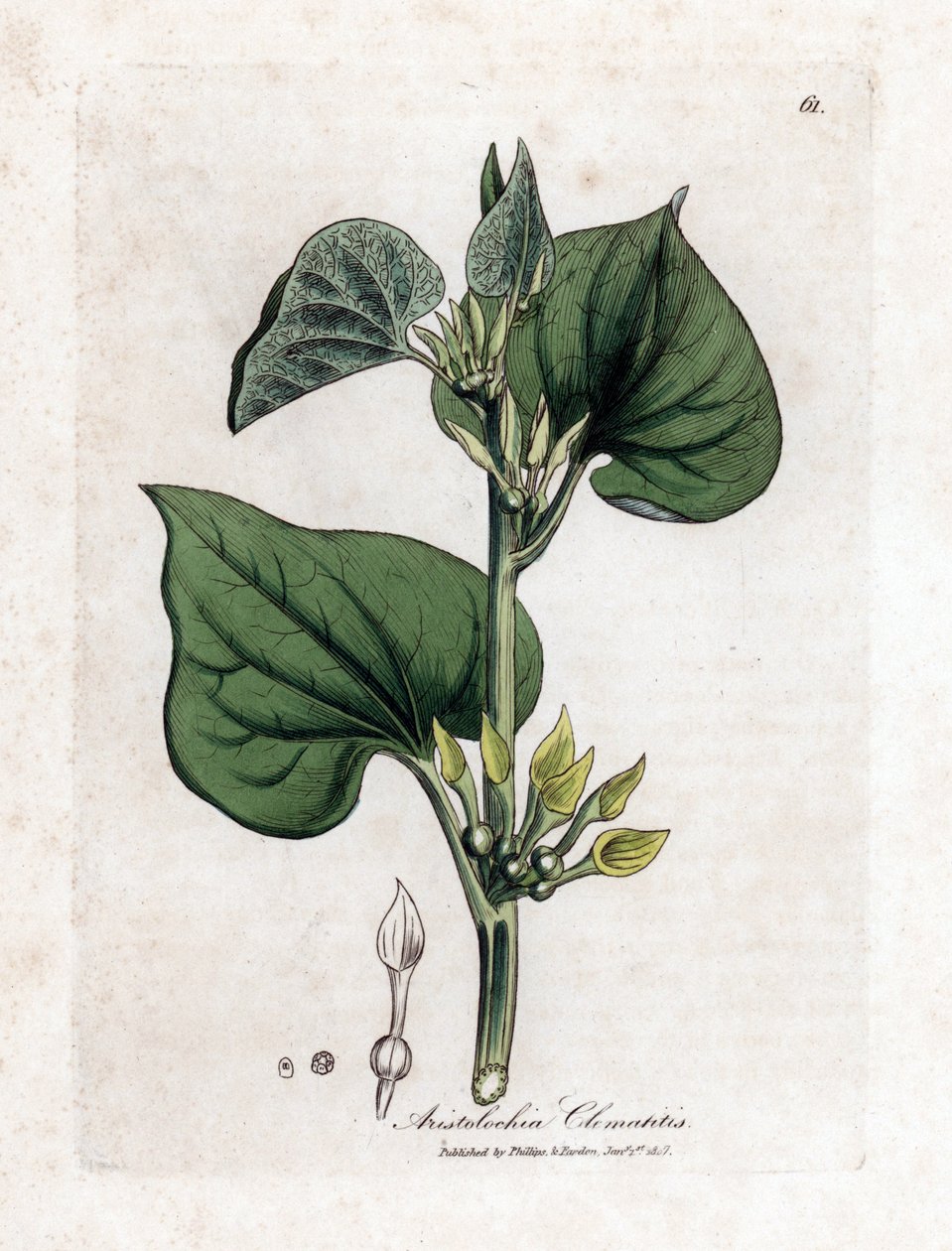 Aristoloche clematite - Popínavá mateřídouška, Aristolochia clematitis. Ručně kolorovaná mědirytina z botanické ilustrace Jamese Sowerbyho z Williama Woodvilla a Sira Williama Jacksona Hookera "" Medical Botany "," John Bohn, Londýn od James Sowerby