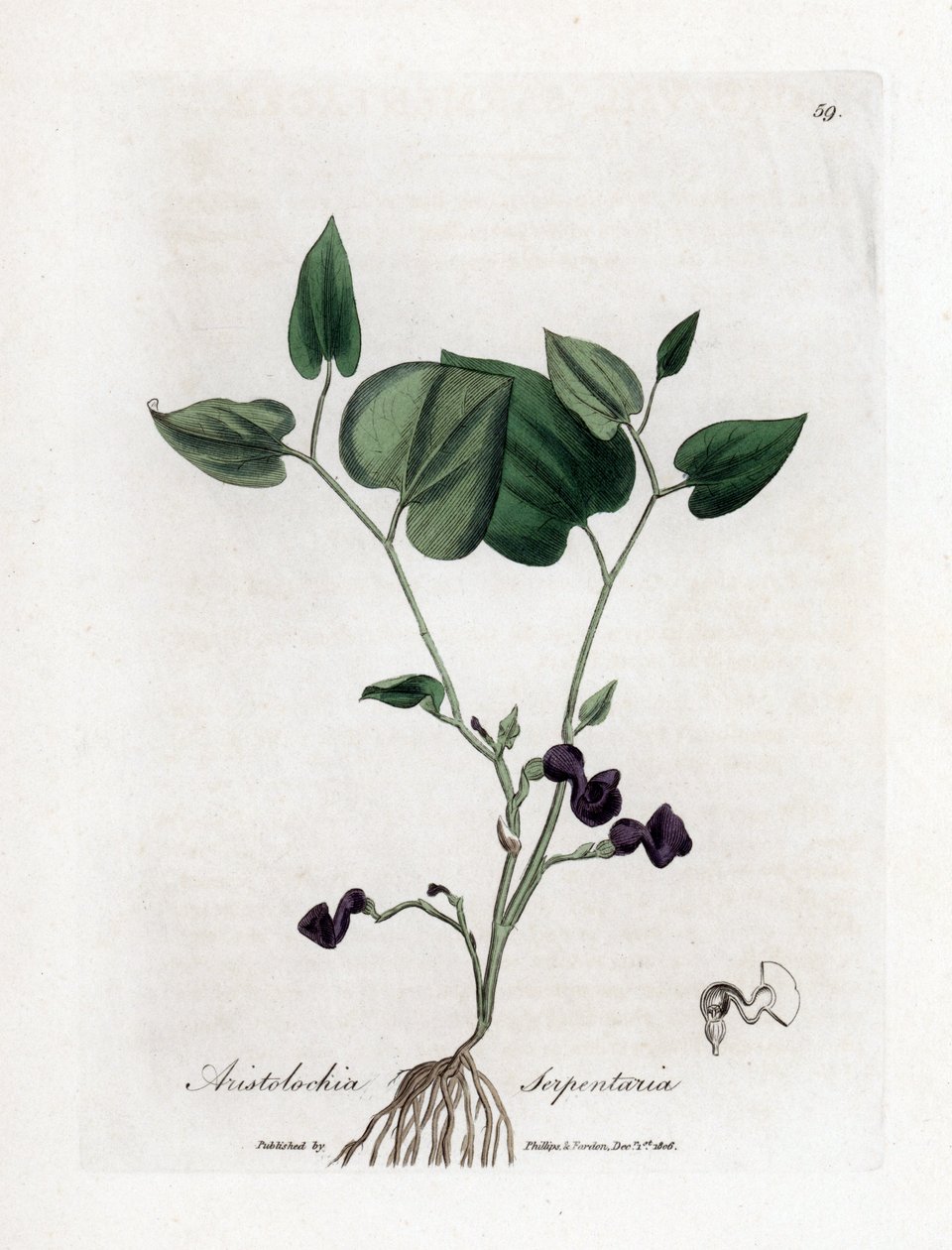 Aristoloche variete - hadí kořen, rod Aristolochia serpentaria. Ručně kolorovaná mědirytina z botanické ilustrace Jamese Sowerbyho z Williama Woodvilla a Sira Williama Jacksona Hookera "" Medical Botany "," John Bohn, Londýn od James Sowerby