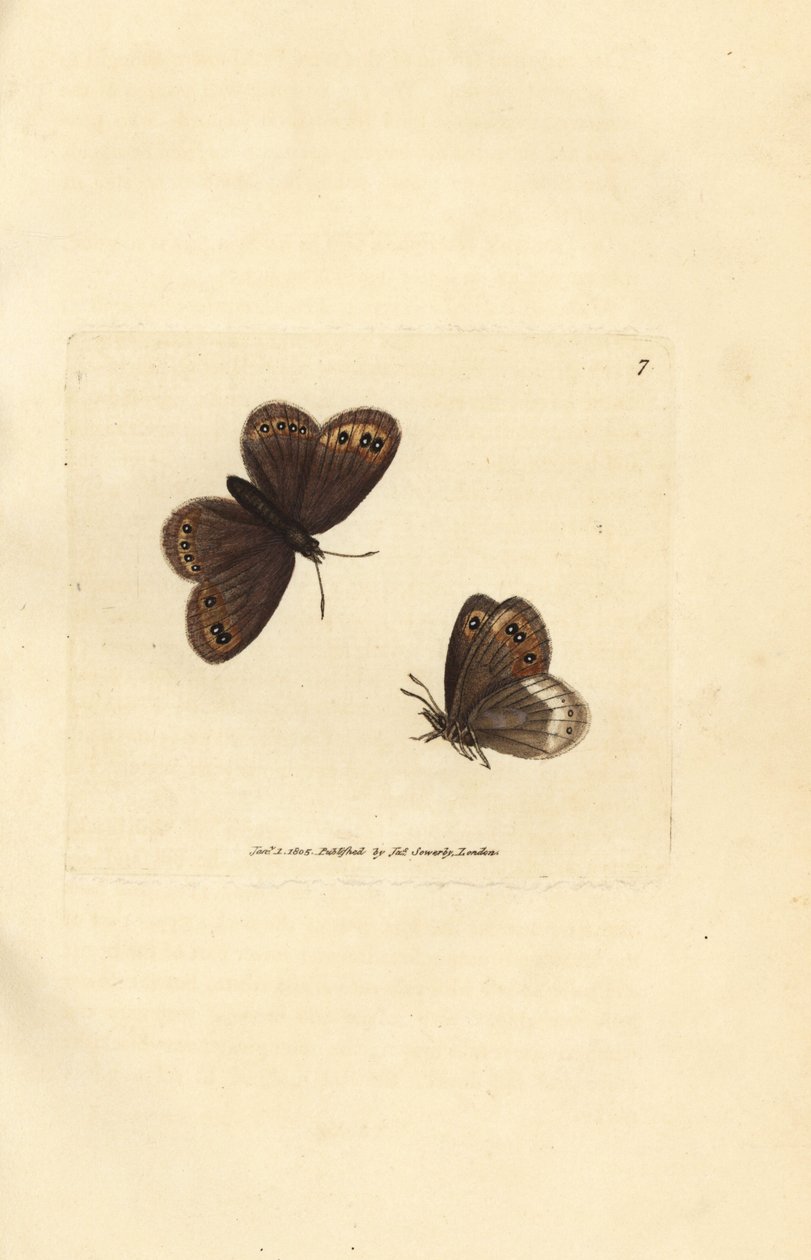 Arran hnědý, Erebia ligea (Papilio ligea). Ručně kolorovaná mědirytina od Jamese Sowerbyho z The British Miscellany nebo Barevné figurky nových, vzácných nebo málo známých zvířecích předmětů. od James Sowerby