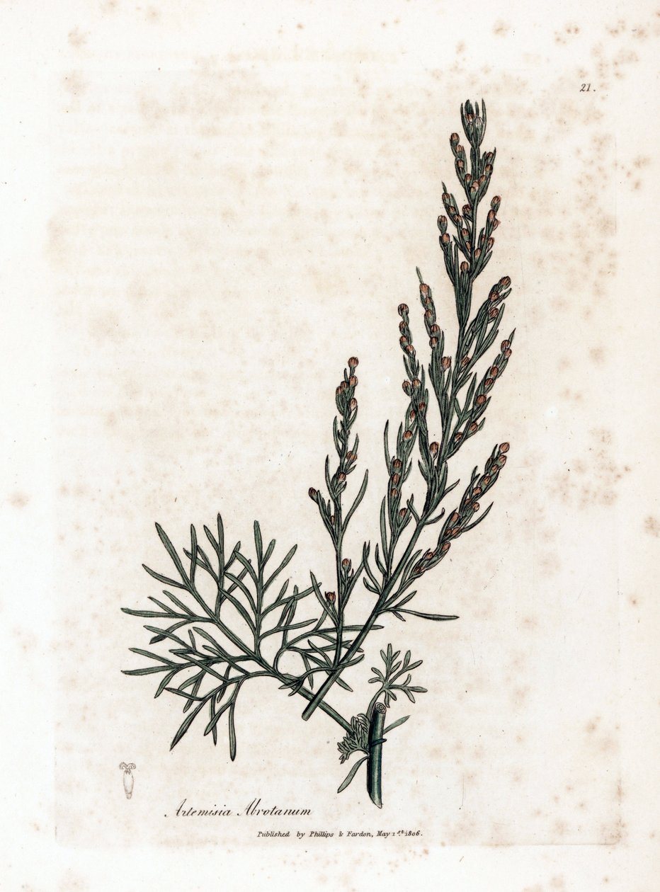 Auron nebo citronová tráva nebo pelyněk citronová - Southernwood, Artemisia abrotanum. Ručně kolorovaná mědirytina z botanické ilustrace od Jamese Sowerbyho z Williama Woodvilla a Sira Williama Jacksona Hookera "" Medical Botany," John Bohn, Londýn od James Sowerby
