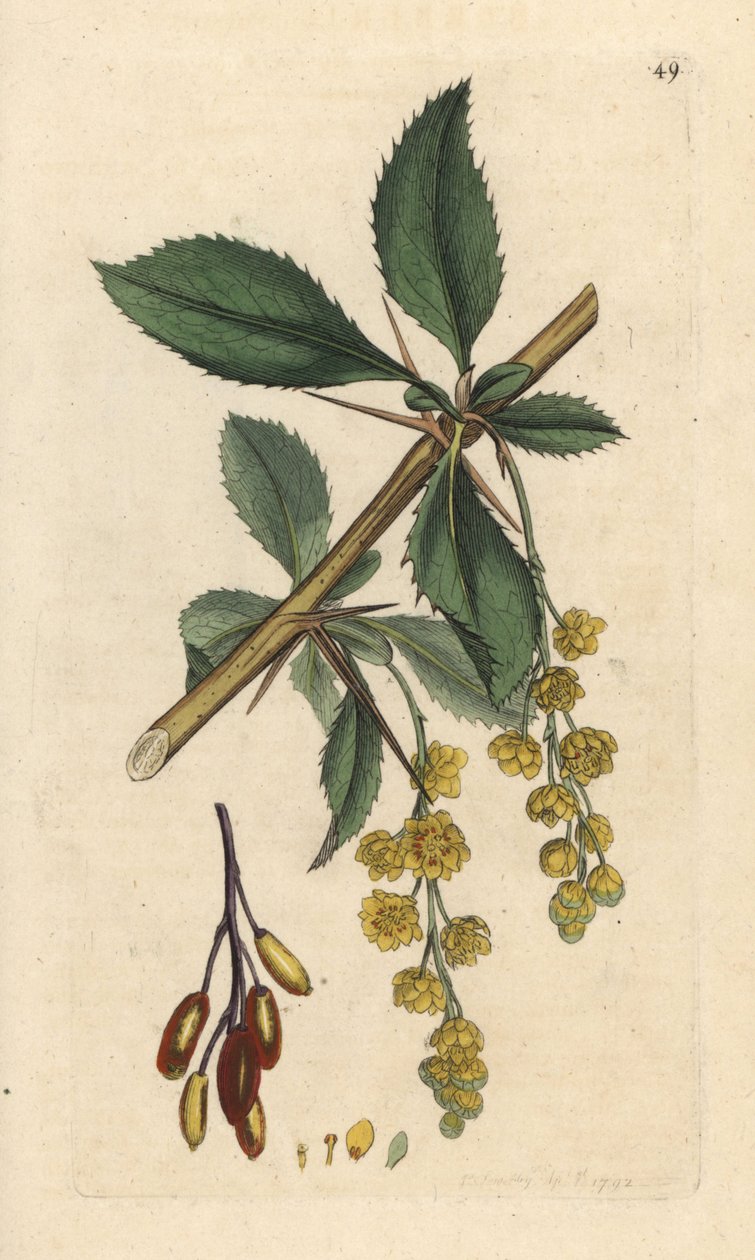 Dřišťál, Berberis vulgaris (Vinettier nebo l¿spine-dřišťál) Ručně kolorovaná mědirytina podle ilustrace Jamese Sowerbyho z James Smith