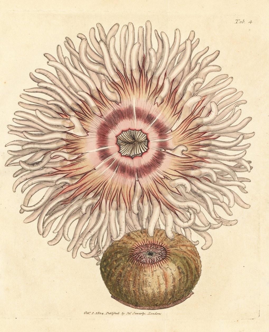 Sasanka beadlet, Actinia equina. Ručně kolorovaná mědirytina od Jamese Sowerbyho z The British Miscellany nebo Barevné figurky nových, vzácných nebo málo známých zvířecích předmětů. od James Sowerby