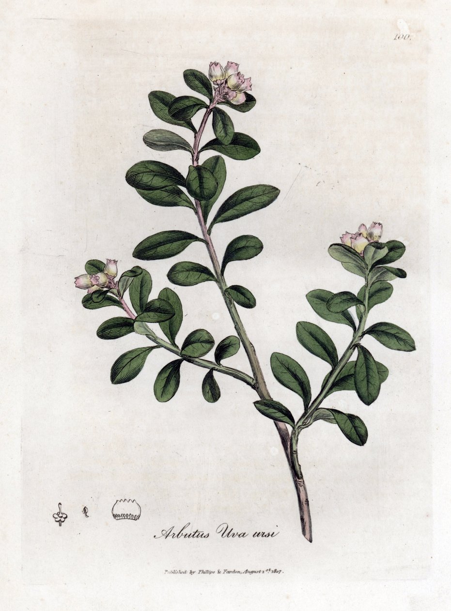 Medvědí hroznový nebo medvědice - Trailing Arbutus nebo medvědice, Arctostaphylos uva-ursi. Ručně kolorovaná mědirytina z botanické ilustrace od Jamese Sowerbyho z Williama Woodvilla a Sira Williama Jacksona Hookera "" Medical Botany," John Bohn, Londýn od James Sowerby