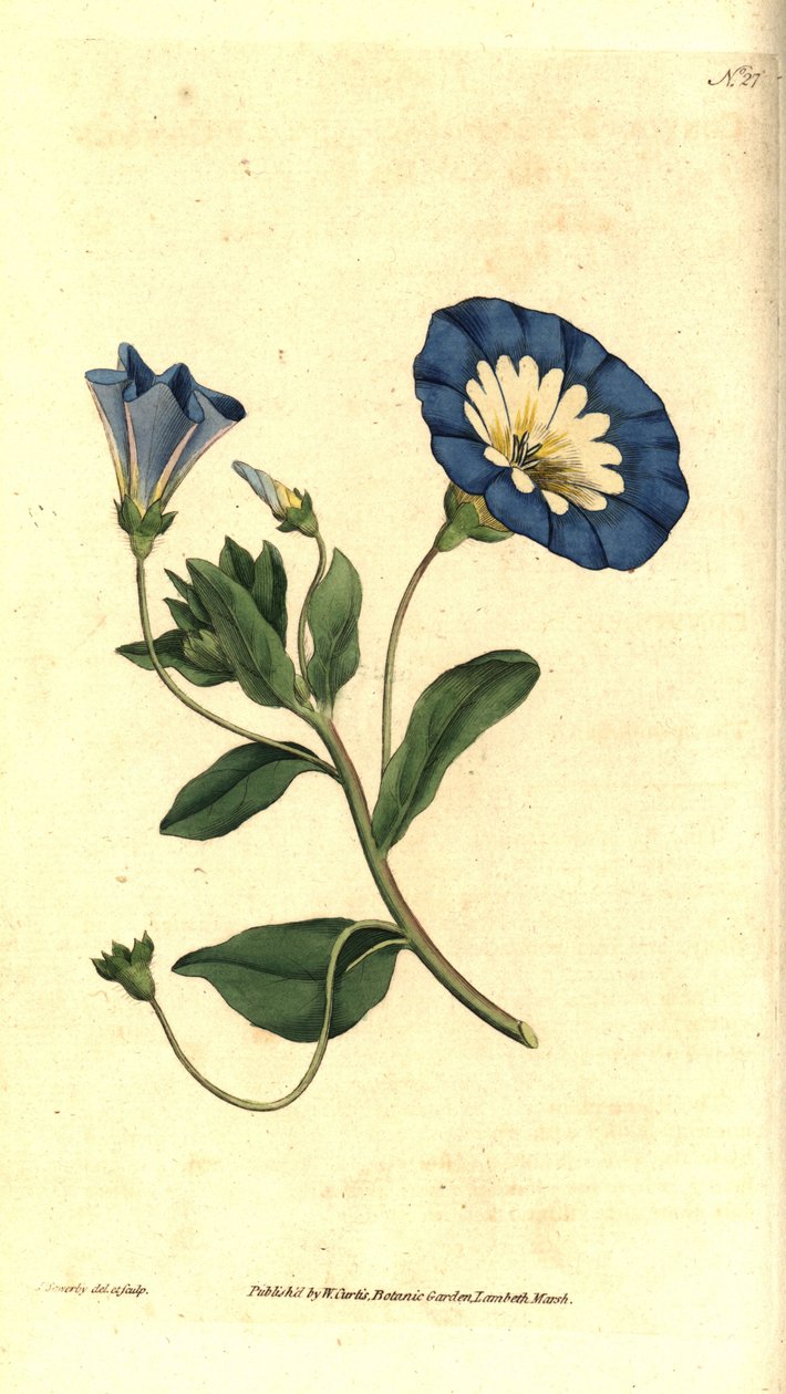 Krásný den nebo svlačec tříbarevný - Svlačec malý, Convolvulus tricolor. Ručně kolorovaná mědirytina a botanická ilustrace od Jamese Sowerbyho z The Botanical Magazine Williama Curtise, Lambeth Marsh, Londýn od James Sowerby