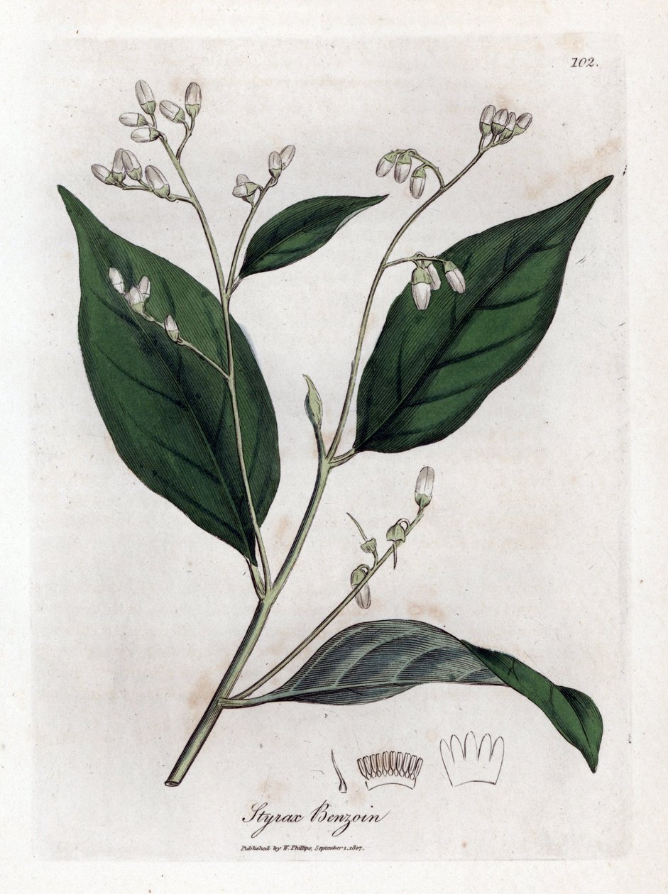 Benzoin - Benjamin tree, Styrax benzoin. Ručně kolorovaná mědirytina z botanické ilustrace Jamese Sowerbyho z Williama Woodvilla a Sira Williama Jacksona Hookera "" Medical Botany "," John Bohn, Londýn od James Sowerby