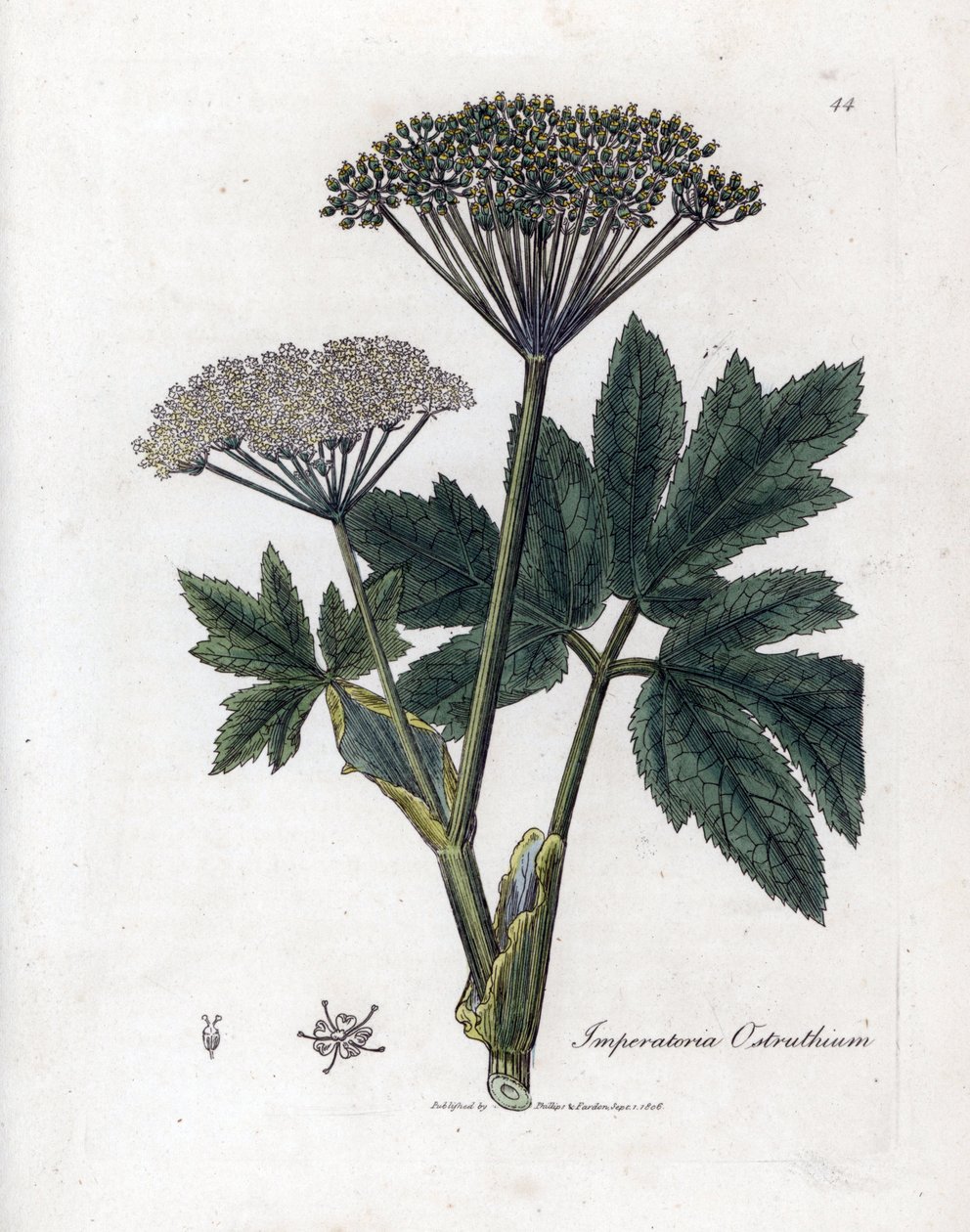 Benzoin nebo Imperatory - Mistrinka obecná, Imperatoria ostruthium. Ručně kolorovaná mědirytina z botanické ilustrace Jamese Sowerbyho z Williama Woodvilla a Sira Williama Jacksona Hookera "" Medical Botany "," John Bohn, Londýn od James Sowerby