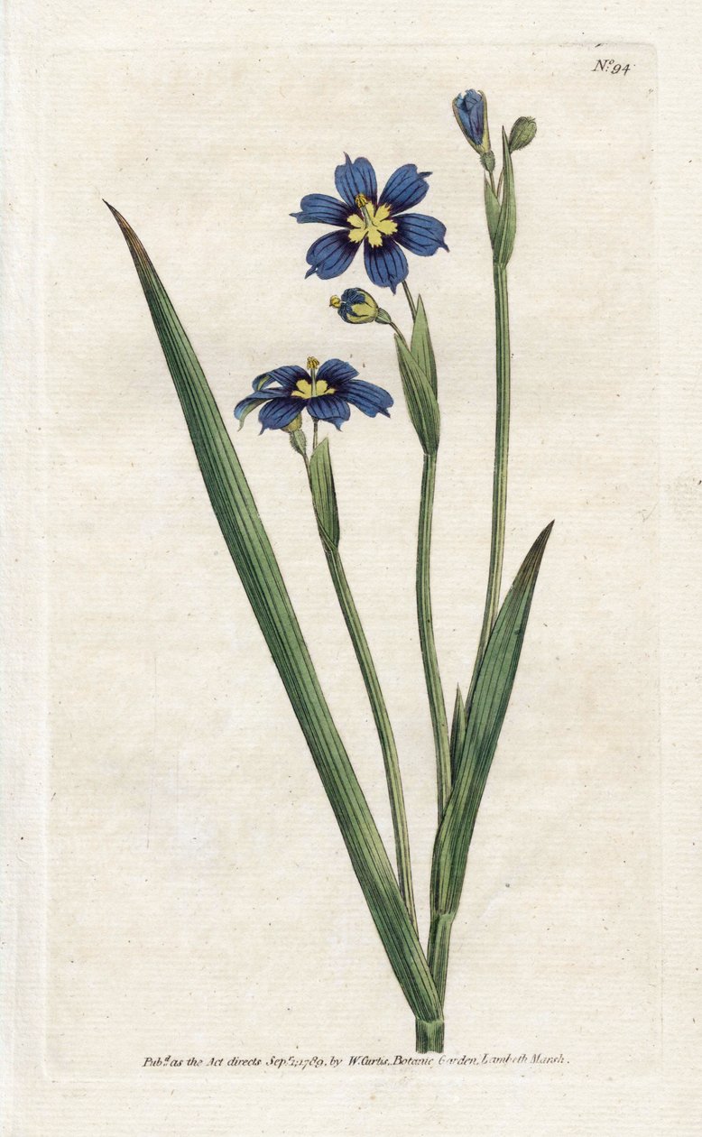 Bermudský s úzkými listy - Litografie od Jamese Sowerbyho (1757-1822), z Botanical Magazine od Williama Curtise (1746-1799) od James Sowerby