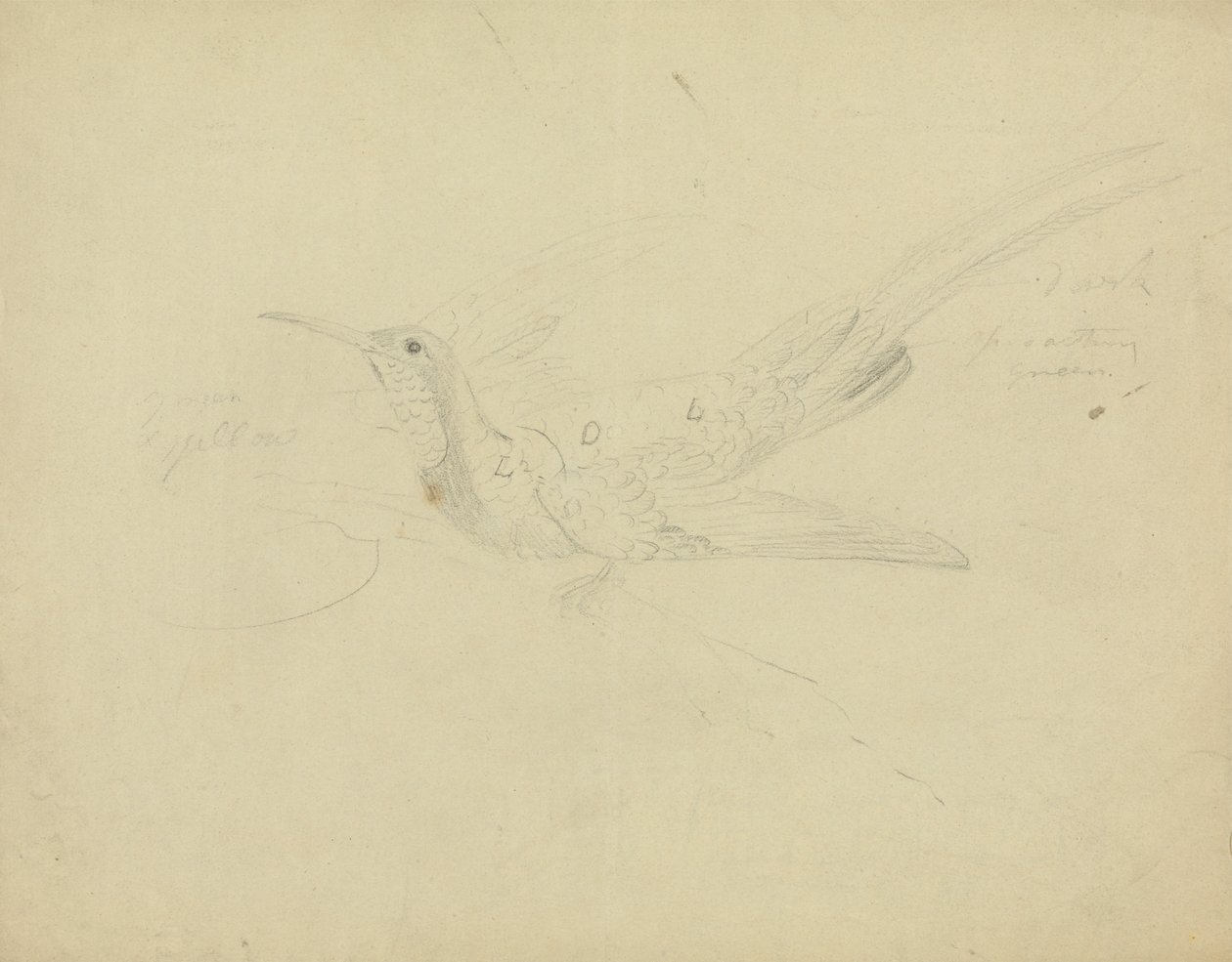 Bird of Paradise od James Sowerby