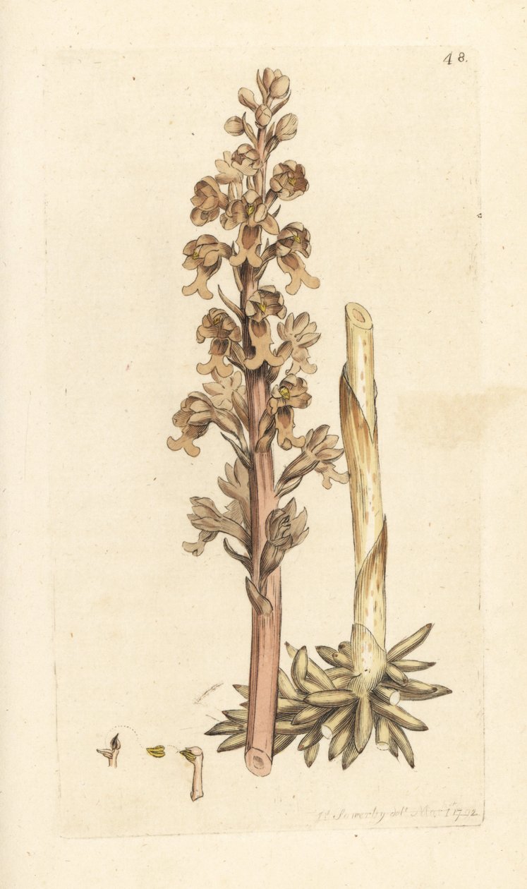 Orchidej ptačí hnízdo, Neottia nidus-avis (ophrys nidus-avis). Ručně kolorovaná mědirytina podle ilustrace Jamese Sowerbyho z James Smith