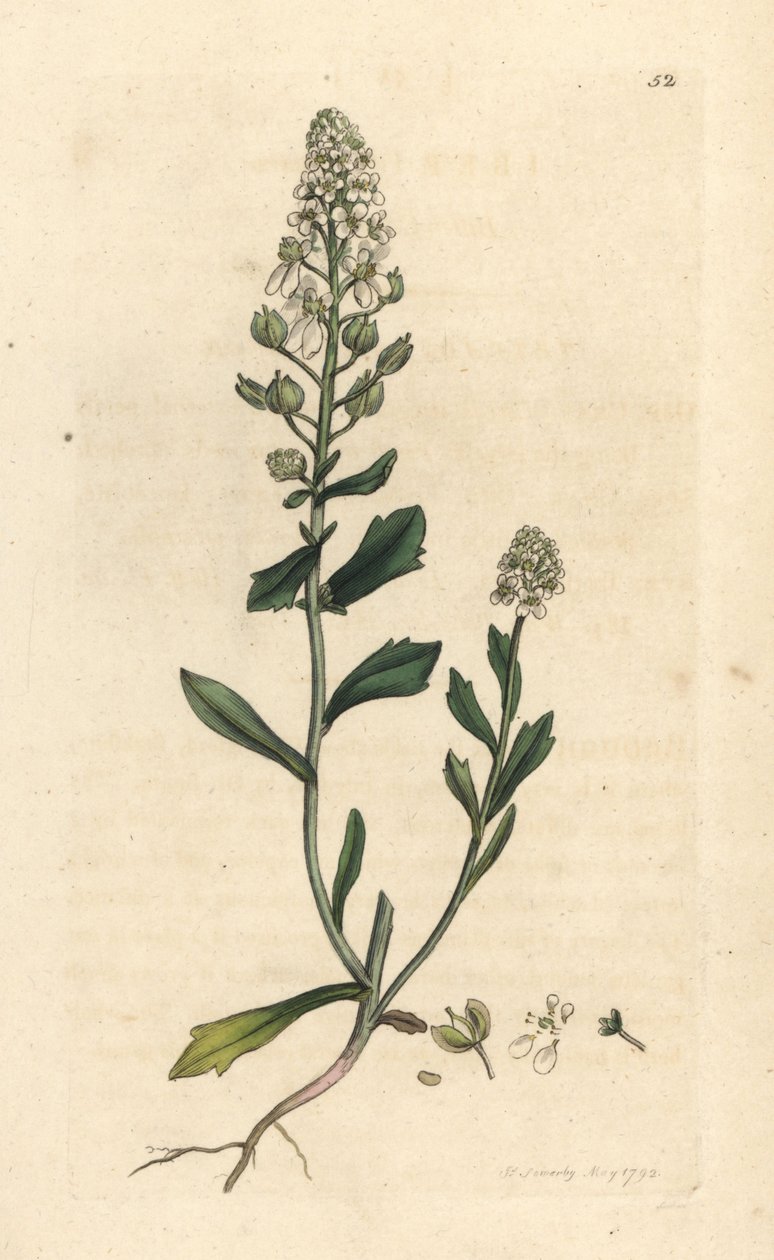 Bitter candytuft, Iberis amara. Ručně kolorovaná mědirytina podle ilustrace Jamese Sowerbyho z James Smith