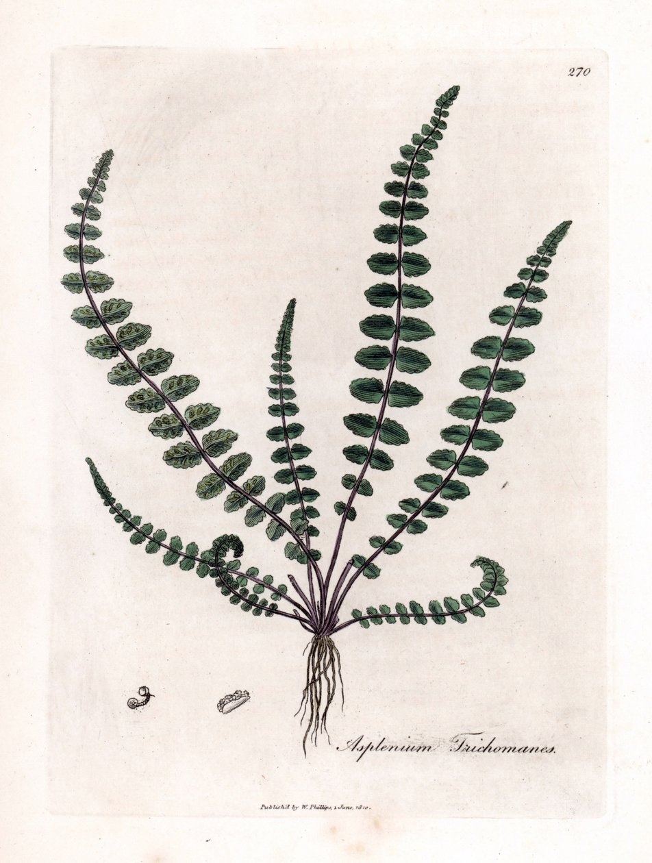 Černá doradilla nebo nepravá vlásečnice (kapraď) - Kapradina dívenka nebo sleziník, Asplenium trichomanes. Ručně kolorovaná mědirytina z botanické ilustrace Jamese Sowerbyho z William Woodville a Sira Williama Jacksona Hookera „“ Medical Bo od James Sowerby