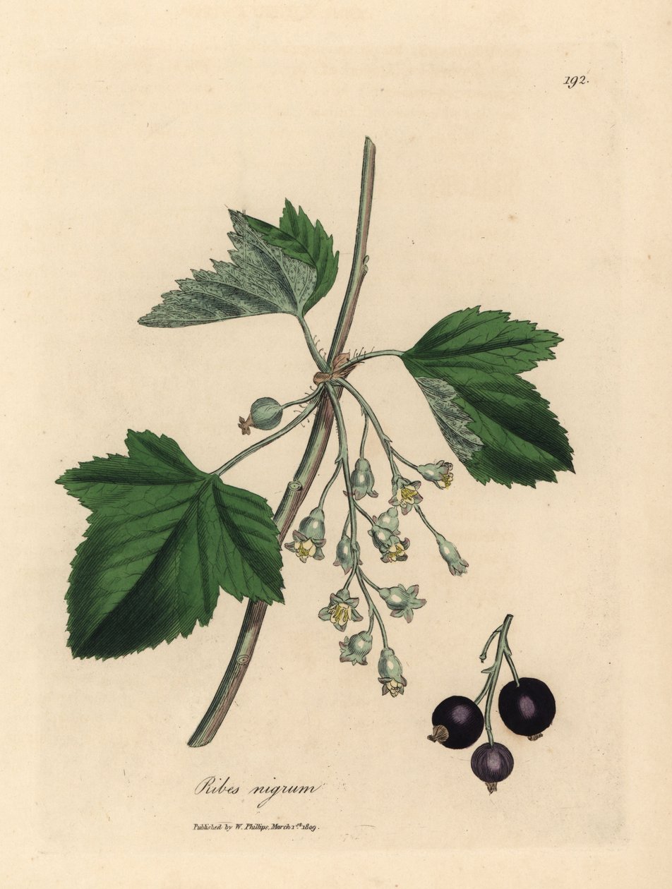 Strom černého rybízu, Ribes nigrum od James Sowerby