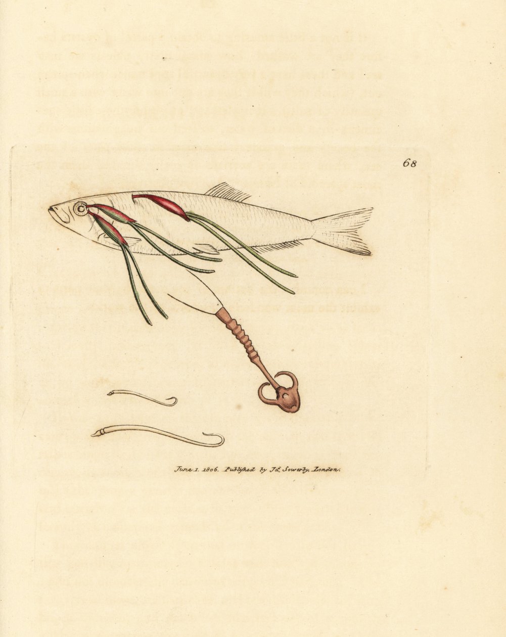 Krví se živící parazit copepod na oku spreje, Lernaeenicus sprattae (Lernaea sprattae). A další podivný červ nalezený na skořápce ústřice. Ručně kolorovaná mědirytina od Jamese Sowerbyho z The British Miscellany, nebo Barevné figurky nových, vzácných, od James Sowerby