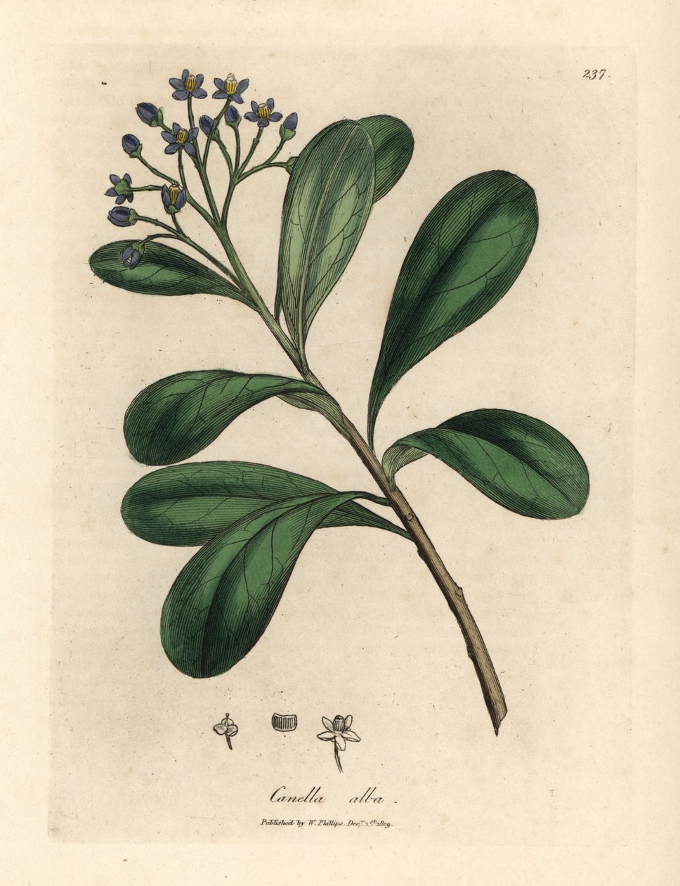 Canella modrokvětá, canella vavřínovitá, Canella alba, Canella winterana od James Sowerby